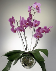 orchideen01k